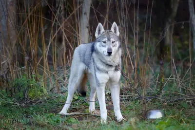Чехословацкая Волчья собака - 69 фото