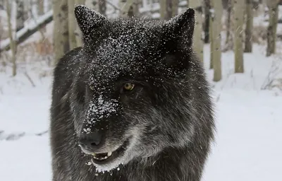 Зоологический форум / Гибриды семейства собачьих (Canidae)