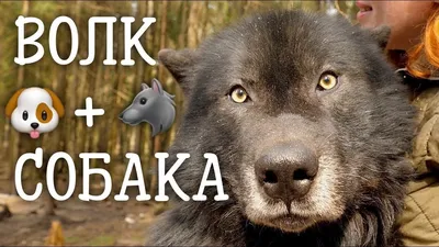 О помесях с волком и о волках дома. : о животных