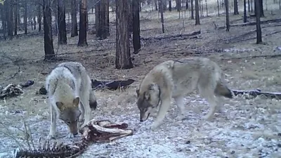 Волк воспринимает собаку в качестве добычи. Канадский Волк Акела и Тайга,  западносибирская лайка - YouTube