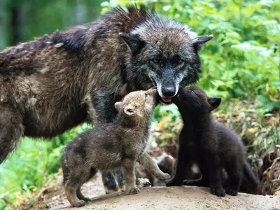 Волкособ или гибрид волка🐺- в чем разница? Волкособ-это помесь волка и  немецкой овчарки. Гибрид волка-это разнопроцентный гибрид волка и … |  Instagram