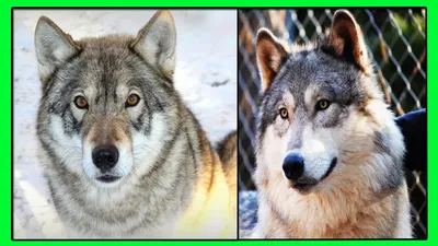 Продаются щенки помесь волка и лайки : Охотничьи собаки