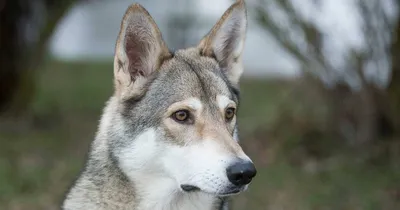 портрет взрослой волчонки Canis Lupus. гибрид волка и собаки Стоковое Фото  - изображение насчитывающей серо, генетическо: 216922276