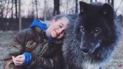 Гигантский «голубой» волкособ забавный и ласковый, но стоит ли его заводить  - ET | Articles