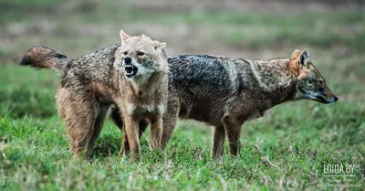 Чехословацкая волчья собака (Сzechoslovakian wolfdog) - это бесстрашная,  активная и смелая порода собак. Фото, описание и отзывы.