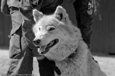 Ученые из Индии задокументировали существование гибрида серого волка и  собаки - фото
