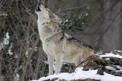 Гибрид собаки волка пушистый красивый» — создано в Шедевруме