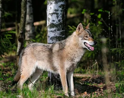 Wolfdog И Бордерколли Что Впервые Европа — стоковые фотографии и другие  картинки Гибрид собаки и волка - Гибрид собаки и волка, 2015, Белый - iStock