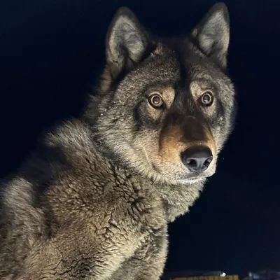 Охотница приняла собаку за волка, застрелила ее, освежевала и похвасталась  этим: Звери: Из жизни: Lenta.ru