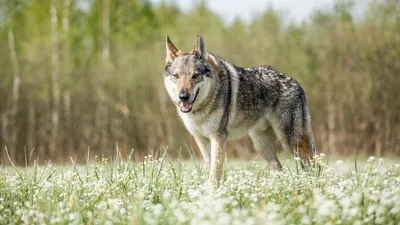 Гибрид волка и собаки фото фотографии