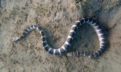 Изображение гидровидной змеи для бесплатного скачивания