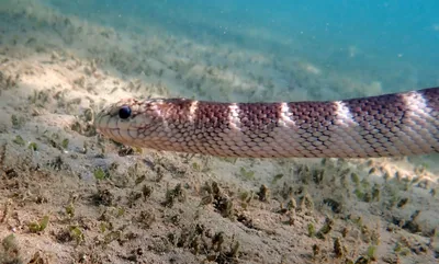 Фотография гидровидной змеи с прозрачным фоном