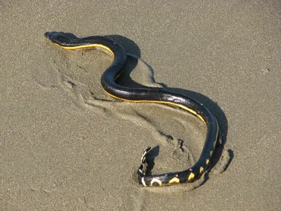 Изображение гидровидной змеи в живописных цветах