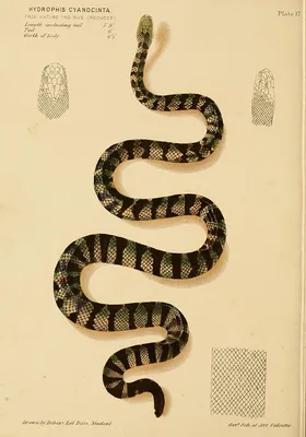 Гидровидная змея в формате JPG для скачивания