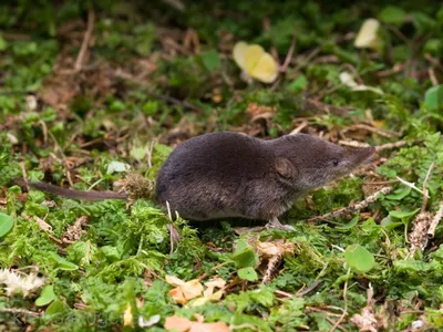 КАРЛИКОВАЯ МНОГОЗУБКА (Suncus etruscus) | vombat.su