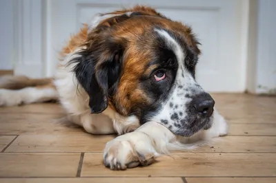 Топ 10 самых красивых больших пород собак | Пёсик чёрный носик | Дзен