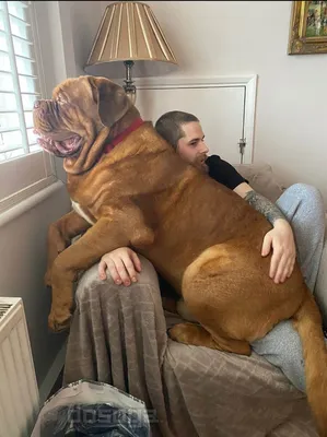 Содержание большой собаки в квартире
