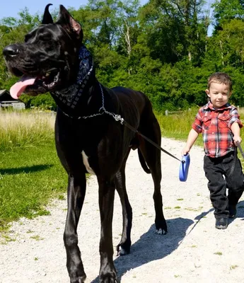 Простодушные и очаровательные гигантские собаки (15)