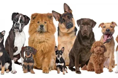 три большие собаки стоят рядом друг с другом, картинка мастифа, собака, дог  фон картинки и Фото для бесплатной загрузки