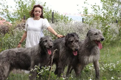 Три большие собаки смотрят на …» — создано в Шедевруме