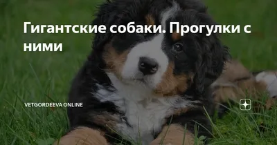 Самые красивые собаки: ТОП 15 пород - Purina.ru
