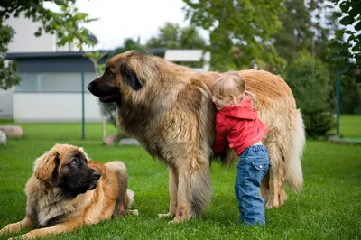 Гигантские собаки. Прогулки с ними | vetgordeeva online | Дзен