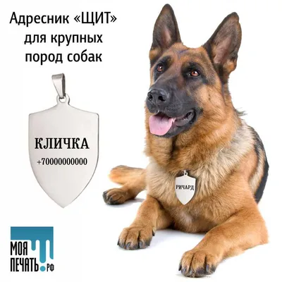 Собака которая больше человека (80 фото) - картинки sobakovod.club