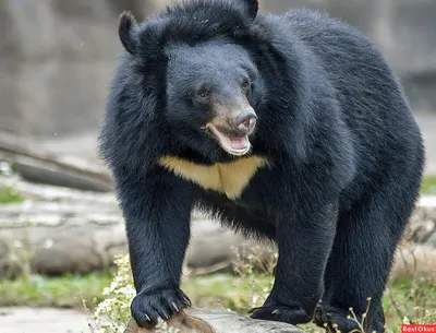 Гималайский медведь фотографии