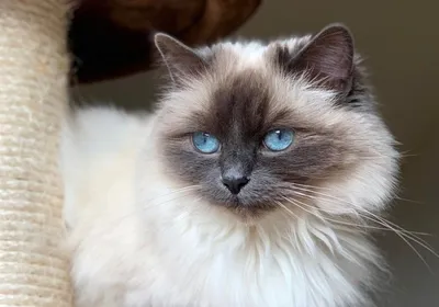 Изумрудные глаза гималайской кошки - магия на фото