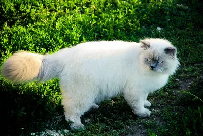 Гималайская кошка - красота необыкновенной породы