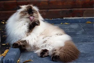 Фото гималайской кошки - идеальное сочетание грации и силы