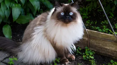 Гималайская кошка - олицетворение изящества на фото