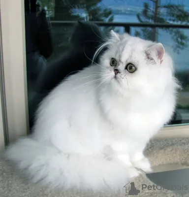 Увлекательные изображения гималайской кошки в высоком разрешении