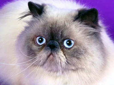 Изящество гималайской кошки - фотография в высоком разрешении