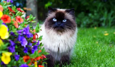 Чудесные картинки гималайской кошки для вашего просмотра