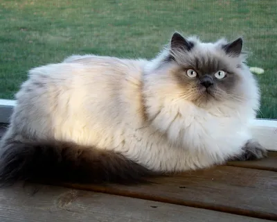 Фото гималайской кошки в стиле фоновые обои