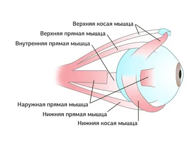 Гимнастика для глаз. Лучшие упражнения для улучшения и восстановления  зрения, одобренные офтальмологами