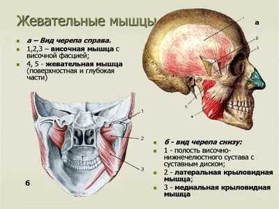 Тейпирование для расслабления жевательных мышц - Студия эстетики тела  Марины Костровой