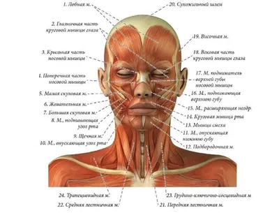 Жевательные мышцы. Как они меняют лицо и как с ними работать. Самомассаж  лица - YouTube