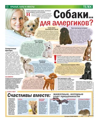 Гипоаллергенные породы собак: 🐕 для содержания в квартире, доме - Гульдог