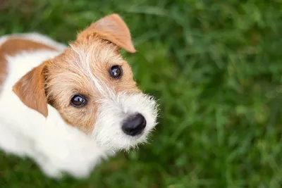 Гипоаллергенные породы собак — разнообразие вариантов | Ботаничка | Дзен