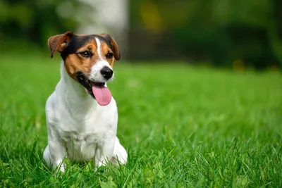 Гипоаллергенные породы собак | Блог зоомагазина GoodZoo