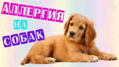 Гипоаллергенные породы собак: 🐕 для содержания в квартире, доме - Гульдог