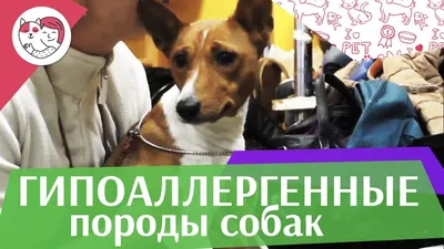 Обзор породы Мальтипу | Для кого подойдет такая собака | Гипоаллергенные  собаки | Собаки до 5 кг - YouTube