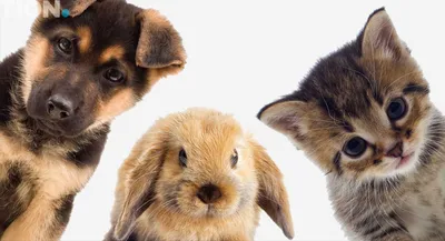 Гипоаллергенные собаки: 10 оптимальных пород с фото