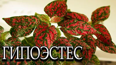 Гипоэстес листоколосниковый - Гипоестес - Декоративно-лиственные растения -  Комнатные растения - GreenInfo.ru