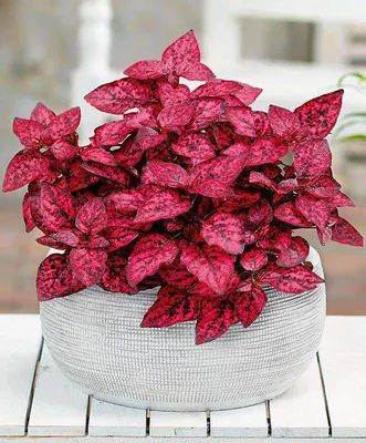 Гипоэстес - «Гипоэстес Красный мрамор - очень красивое  декоративно-лиственное растение. Выращиваю из семян.» | отзывы