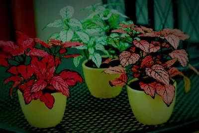 Комнатные растения фиттония и гипоэстес | Статьи UFL