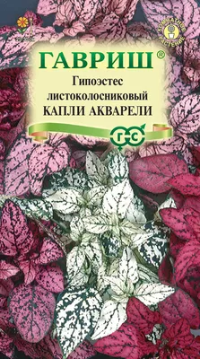 Два Ботаника - Комнатное растение Гипоэстес микс, арт. 10498