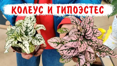 Цветок Гипоэстес 8 см - купить в Москве, цены на Мегамаркет
